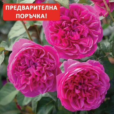 David Austin® Роза James L. Austin - David Austin®