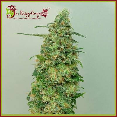 Dr. Krippling Seeds Chemdog Millionaire semena neobsahují THC 10 ks