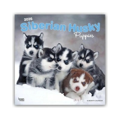 Siberian Husky Puppies Siberian Husky Welpen 16-Monats 2026