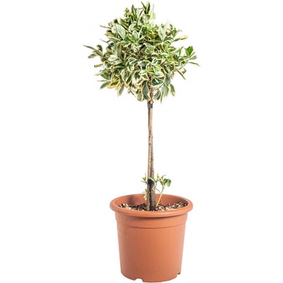 Brslen japonský na kmínku, Euonymus japonicus Bravo, velikost kontejneru 9 l