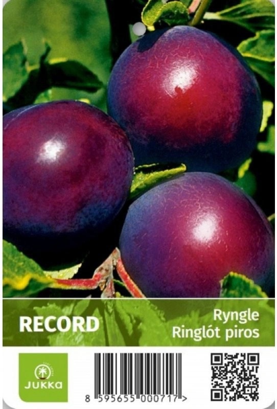 Ryngle Record