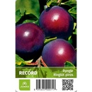 Ryngle Record