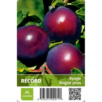 Ryngle Record