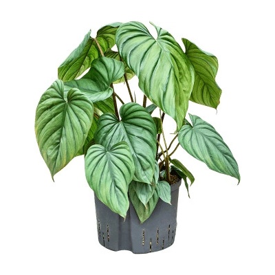 Philodendron Colombia 25/19 výška 60 cm