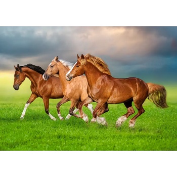 Castorland - Puzzle Horses in Spring Rush - 500 piese