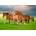Castorland - Puzzle Horses in Spring Rush - 500 piese