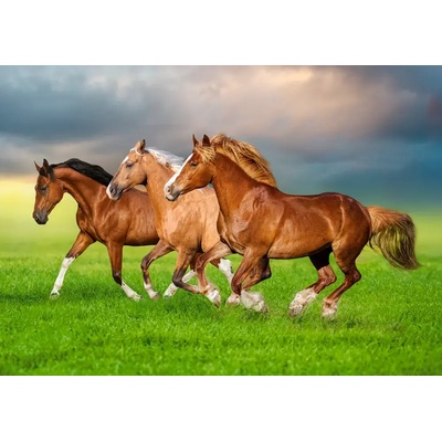 Castorland - Puzzle Horses in Spring Rush - 500 piese