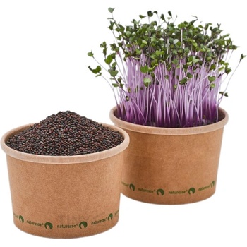 TINY GREENS Červený kaleráb - BIO semienka na klíčenie a microgreens