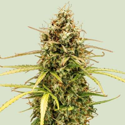 Royal Queen Seeds Milky Way F1 AUTO semena neobsahují THC 3 ks