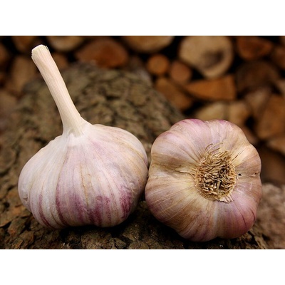 Česnek sadbový Vekan 3-4ks ozimý úzkolistý fialový paličák