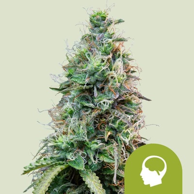 Royal Queen Seeds Amnesia Haze Automatic semienka neobsahujú THC 100 ks