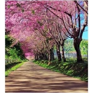 DIMEX ART Флизелинов фототапет цъфтяща алея 225 x 250 см