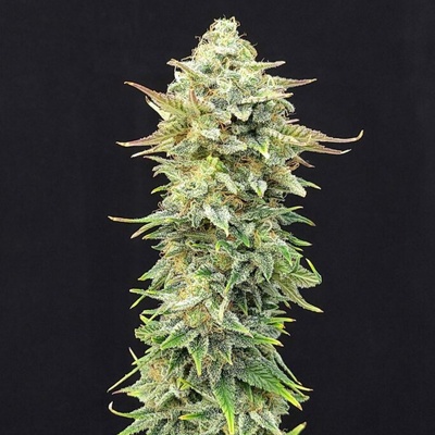 Kannabia Seeds Pineapple Dream semena neobsahují THC 3 ks