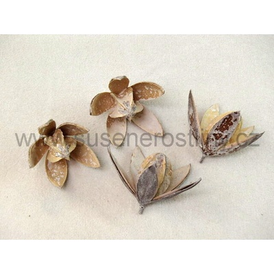 lily white wash, cena za 20 ks