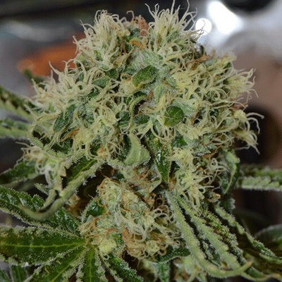 Cream Of The Crop Custard Cream semienka neobsahujú THC 10 ks