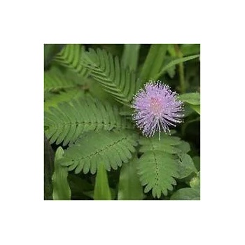Image 1 of Seklos Срамежлива Мимоза Mimosa pudica L