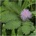 Seklos Срамежлива Мимоза Mimosa pudica L