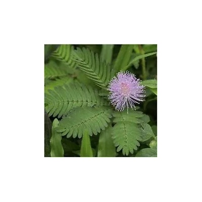 Seklos Срамежлива Мимоза Mimosa pudica L