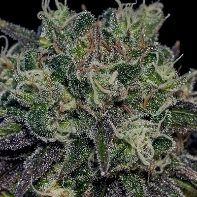 Positronics Black Widow semena neobsahují THC 5 ks