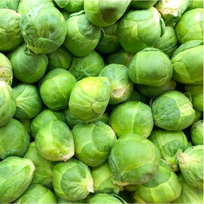 Kapusta růžičková Danet F1 - Brassica oleracea - semena - 40 ks