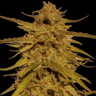 Barney’s Farm PINEAPPLE HAZE REGULAR™ semena neobsahují THC 10Ks
