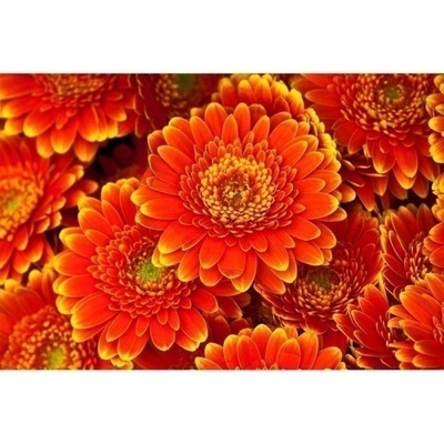 Dimex MS-5-0131 vliesová fototapeta na zeď Gerbera, rozmery 375 x 250 cm
