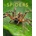 Spiders | Kay de Silva