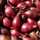 BIO Cibuľa Rossa di Firenze - Allium cepa - semená cibule - 100 ks