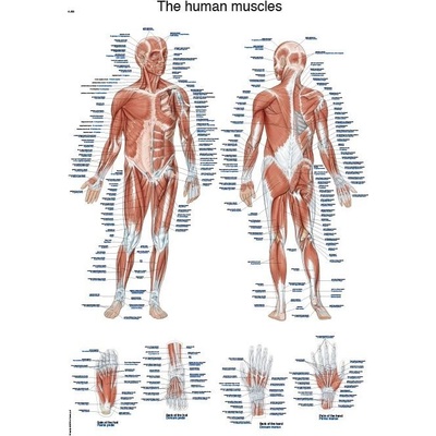 Plakát svalová soustava člověka 70x100 cm – Zbozi.Blesk.cz