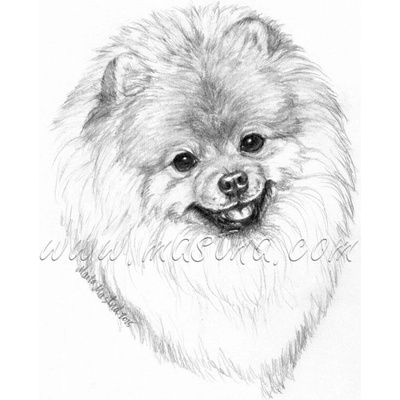 Pomeranian, špic samolepka c664 - Velká - přibližně A4