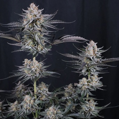 Fast Buds Mendo Guava Auto semienka neobsahujú THC 1 ks