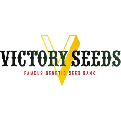 Victory Seeds Biggest Bud semena neobsahují THC 10 ks