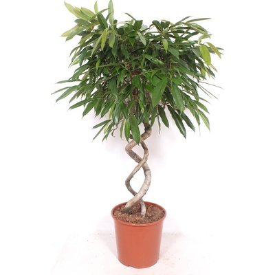 Ficus binnendijkii Amstel King spiral 30x140 cm