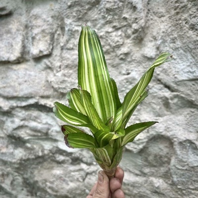 Neoregelia - Antigone Variegata