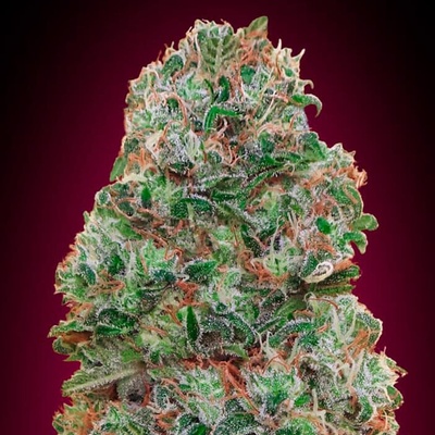 00 Seeds Bank Bubble Gum semienka neobsahujú THC 3 ks
