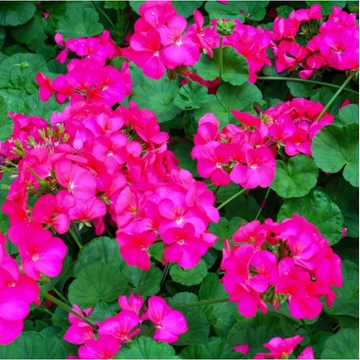 Muškát páskatý Nekita F1 Deep Rose - Pelargonium zonale - semena - 4 ks