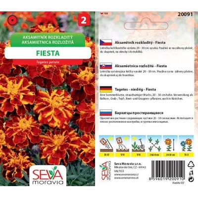 Aksamitník rozkladitý FIESTA