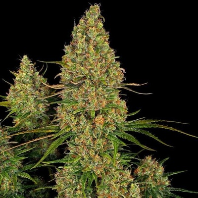 Sensi Seeds Research Sticky Orange XXL AUTO semena neobsahují THC 5 ks