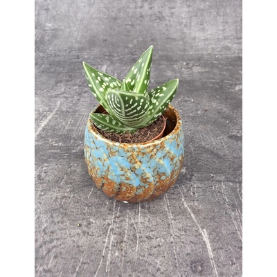 Aloe Variegatta mini