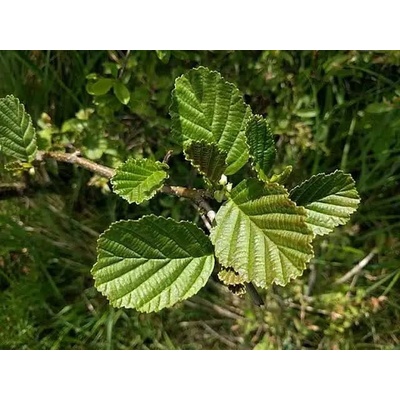 Jelša lepkavá, Alnus glutinosa, výška 50 - 80 cm
