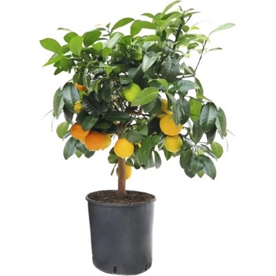Citrus na kmienku FloraSelf Citrus Lima Rossa výška cca 50 cm kveináč Ø 21 cm