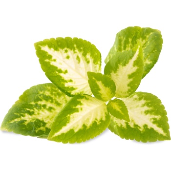 Veritable Вложка за семена Lingot декоративни растения Колеус Блуме нефритна (VLIN-D5-Col06C)