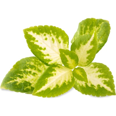 Veritable Вложка за семена Lingot декоративни растения Колеус Блуме нефритна (VLIN-D5-Col06C)