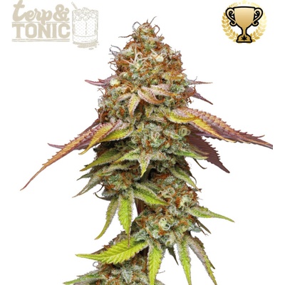 Seedstockers Superior Terp & Tonic semienka neobsahujú THC 3 ks