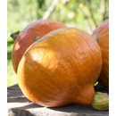 BIO Tekvica Uchiki kuri - Cucurbita maxima - bio semená tekvice - 5 ks