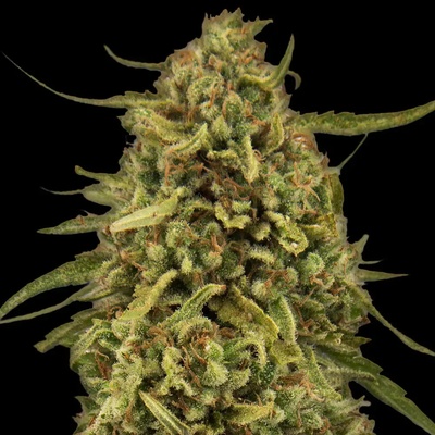 Barney´s Farm Widow Remedy regular semienka neobsahujú THC 10 ks