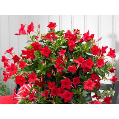 Mandevila Sundaville Classic Dark Red