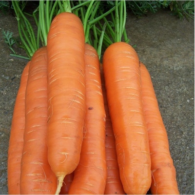 Mrkev pozdní Cidera - Daucus carota - osivo mrkve - 800 ks