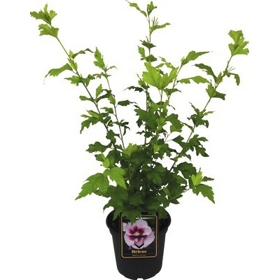 Ibišek syrský Hibiscus syriacus 'Helene' výška 40-60 cm květináč 3 l