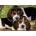 Clementoni - Puzzle Close Together - 500 piese